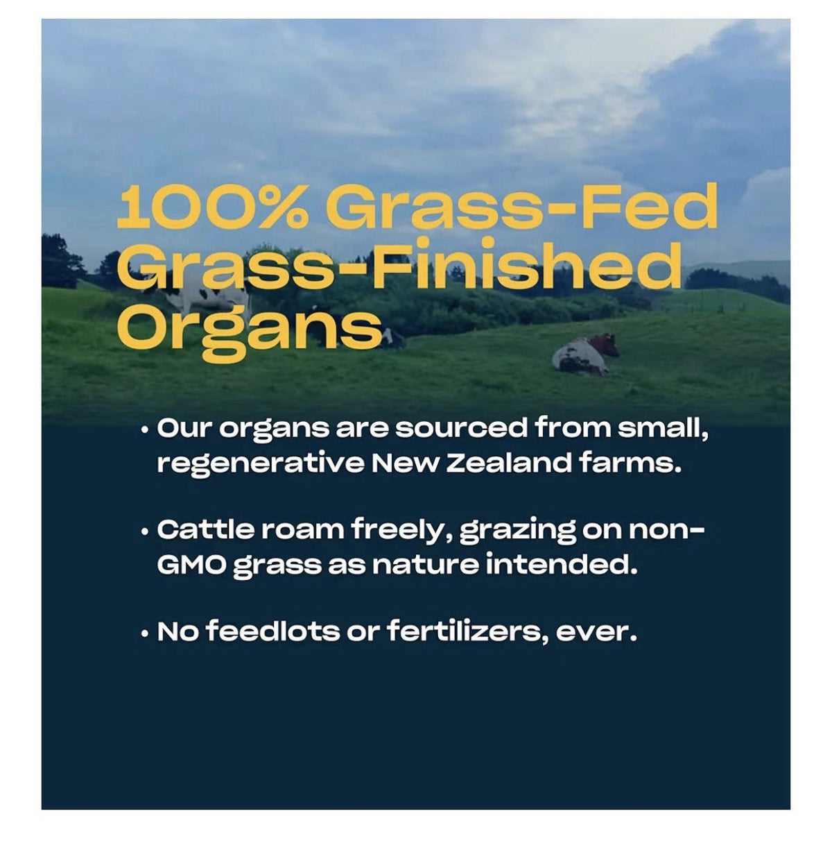 Pluck Pure Organ Beef Powder Grass-Fed Pastured Beef Organs 53 Servings