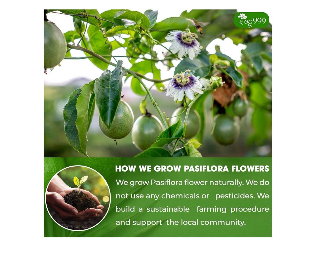 TOG999 Pasiflora Pasion Flower Tea Bags 100% Natural Pure 120 Teabags