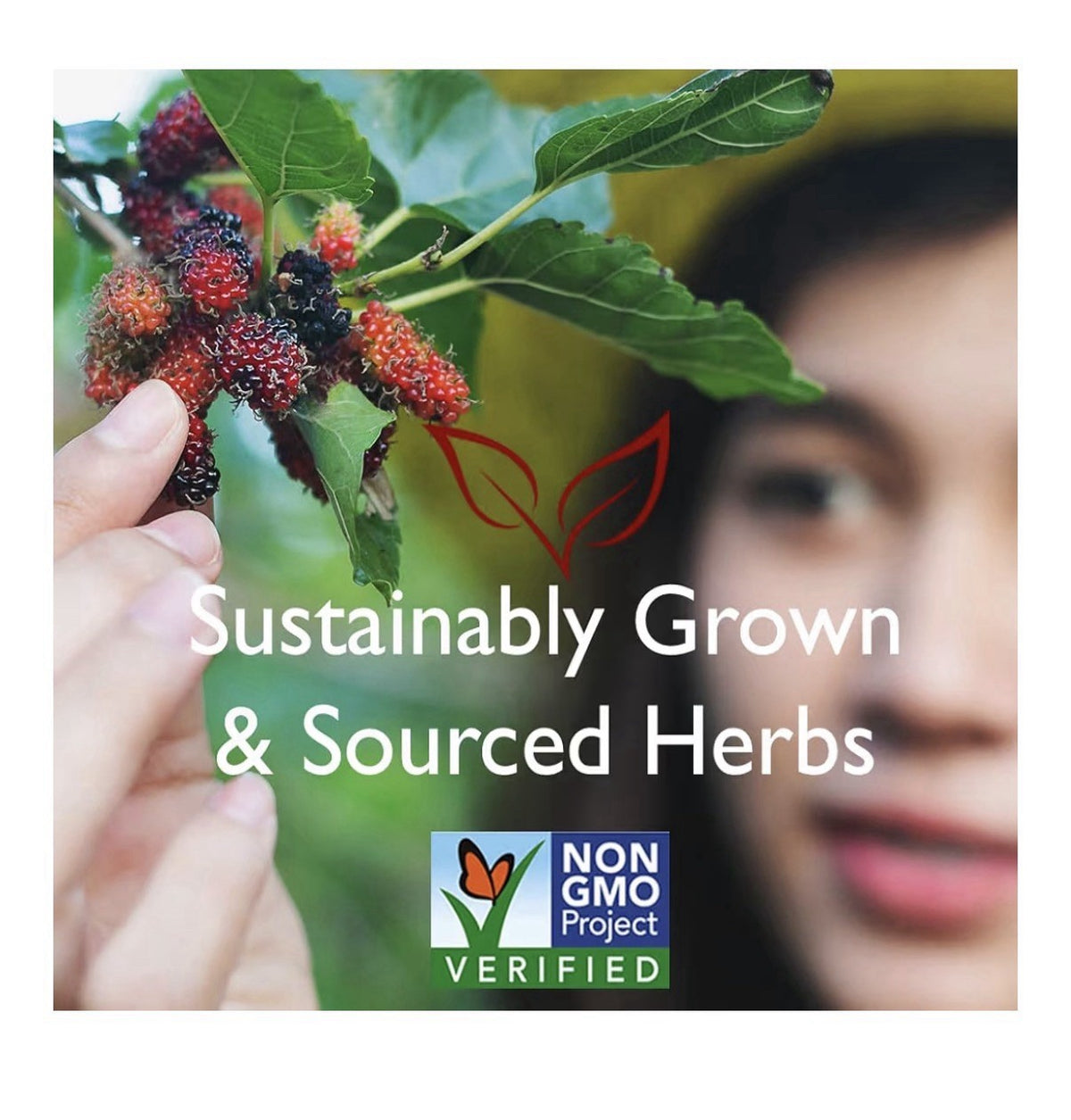 Bravo Tea Sugar Level Herbal 20TeaBags Promotes Healthy Sugar Level CaffeineFree
