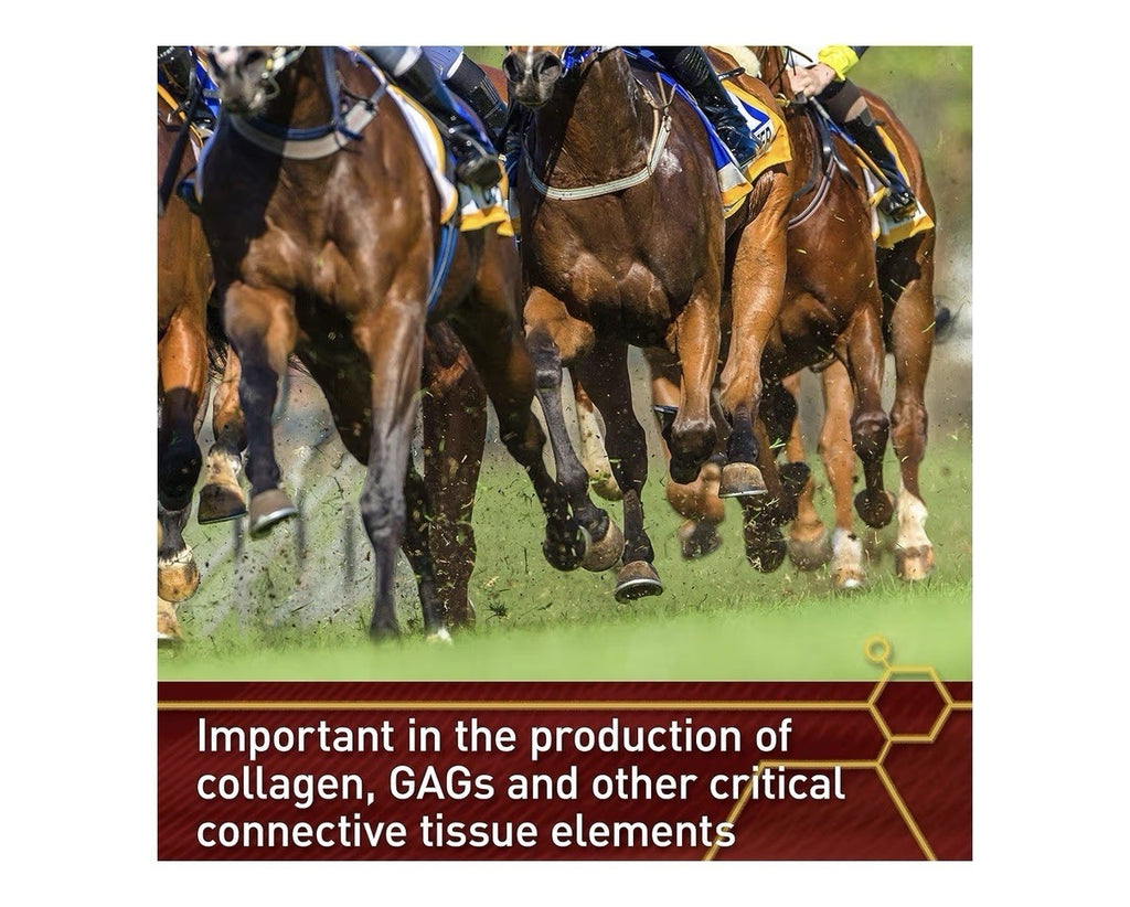 Vita Flex Pro Pure C Antioxidant And Connective Tissue Support For Horses 2 LB
