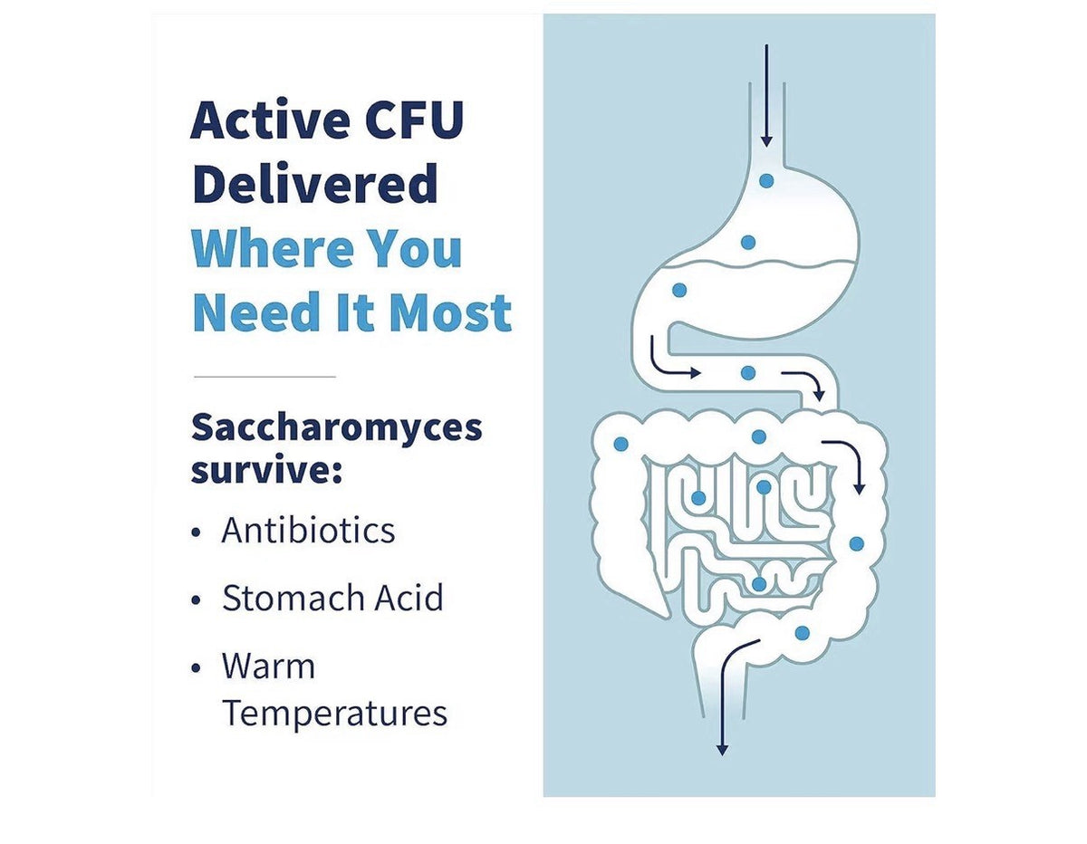 SFI Health THER-BIOTIC Saccharomyces Boulardii Probiotic Yeast Formula 120 Caps